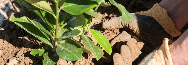 Person pflanzt Setzling mit bloßen Händen